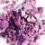 High-Volt Violet - purple pearl