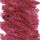 No. 717 Plum
