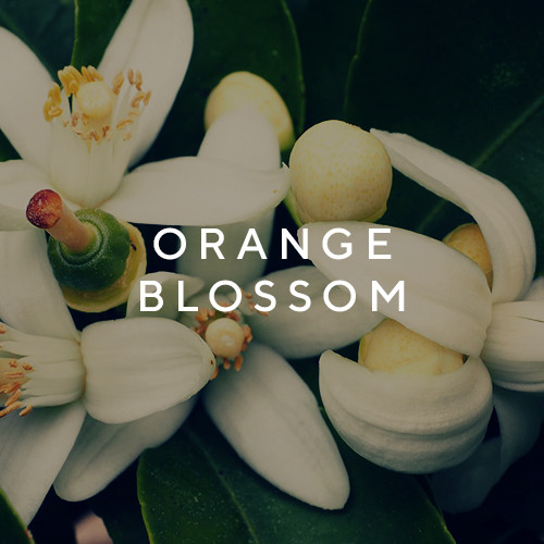 who is elijah HAZE 100ML + Free Post