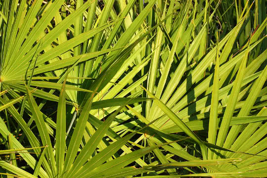 Male to palmetto female saw Saw Palmetto: