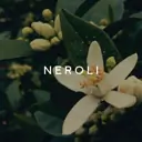 BDK Villa Neroli 100ml