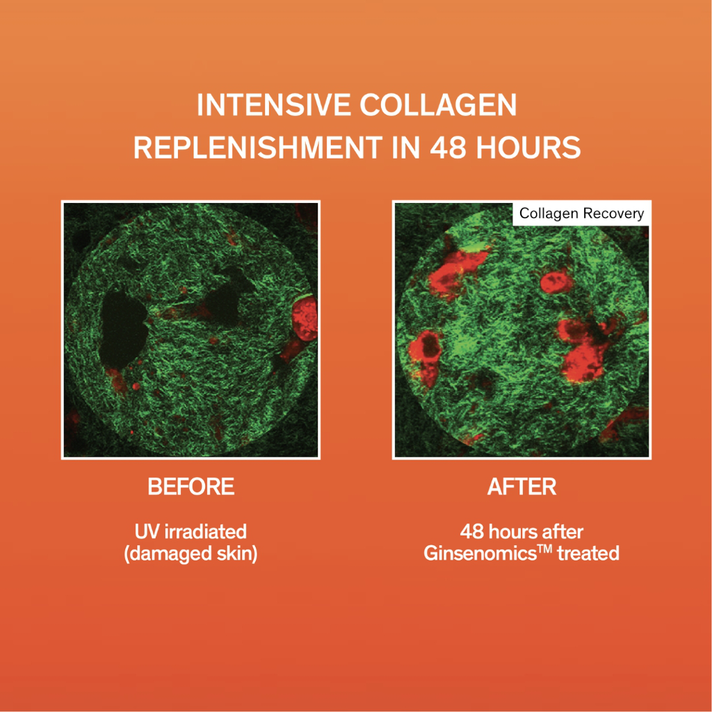 Sulwhasoo Concentrated Ginseng Rejuvenating Cream Rich 30ml 