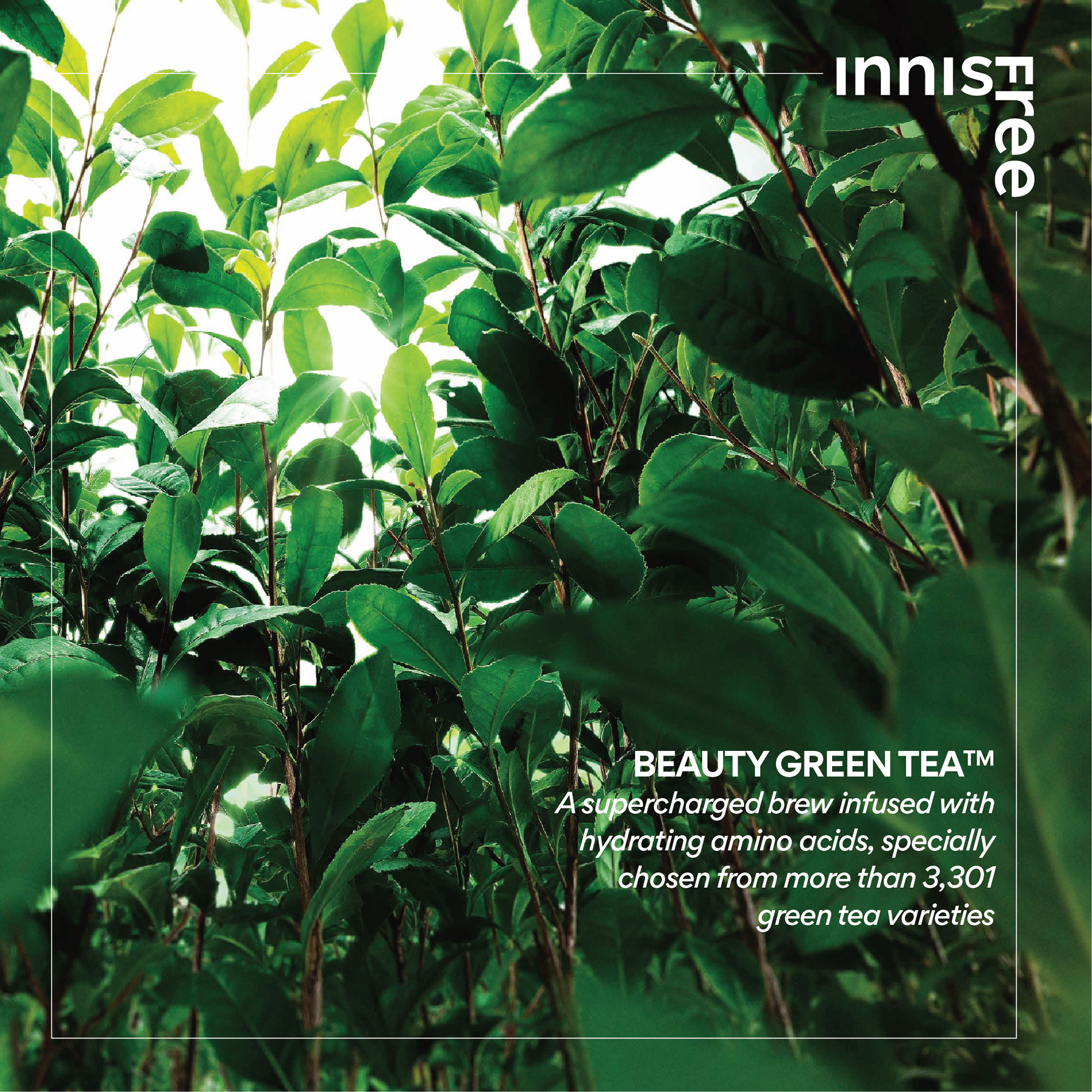 INNISFREE Green Tea Amino Acid Cleansing Foam 150ml