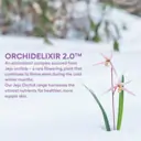 INNISFREE Jeju Orchid Enriched Cream 50ml