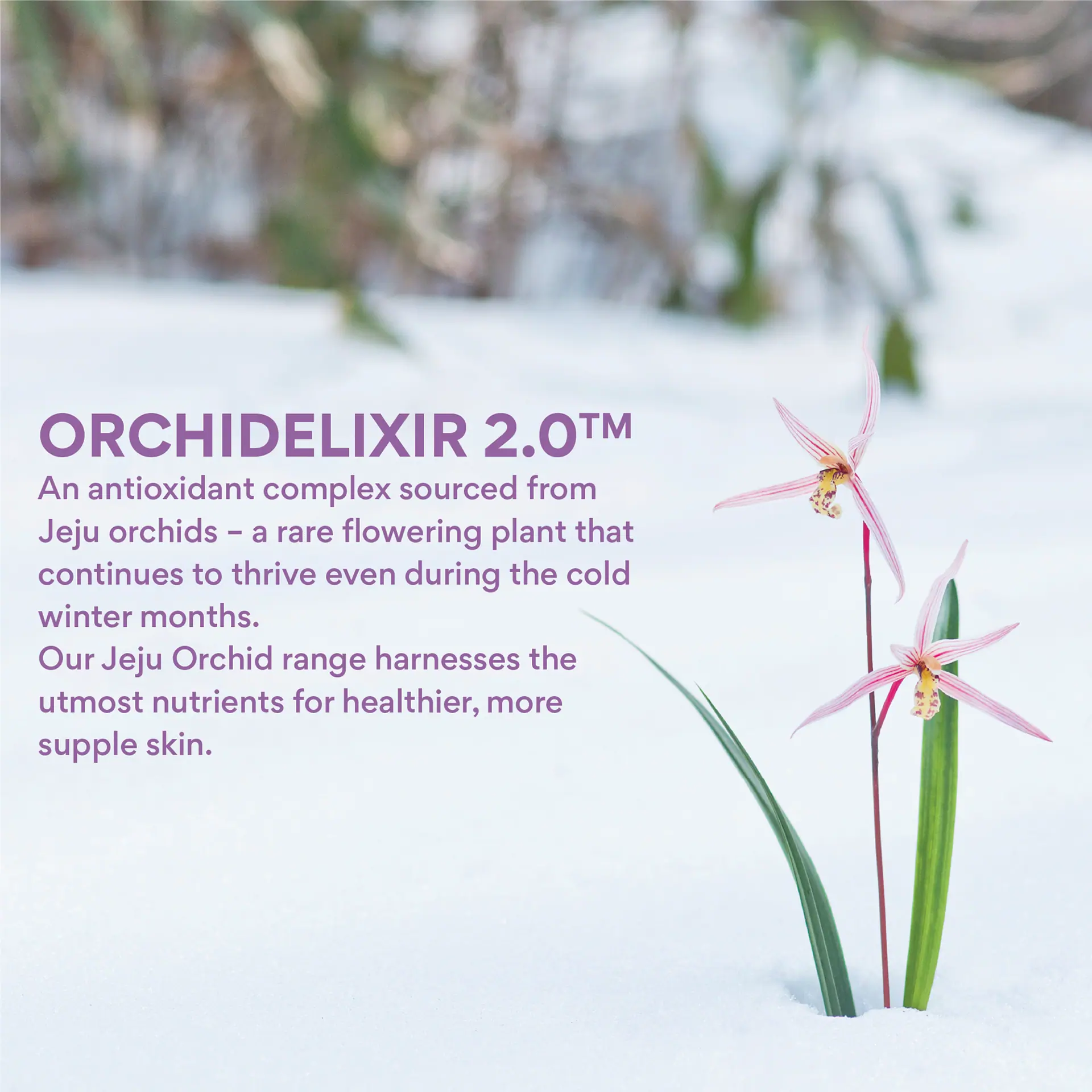 INNISFREE Jeju Orchid Eye Cream 30ml