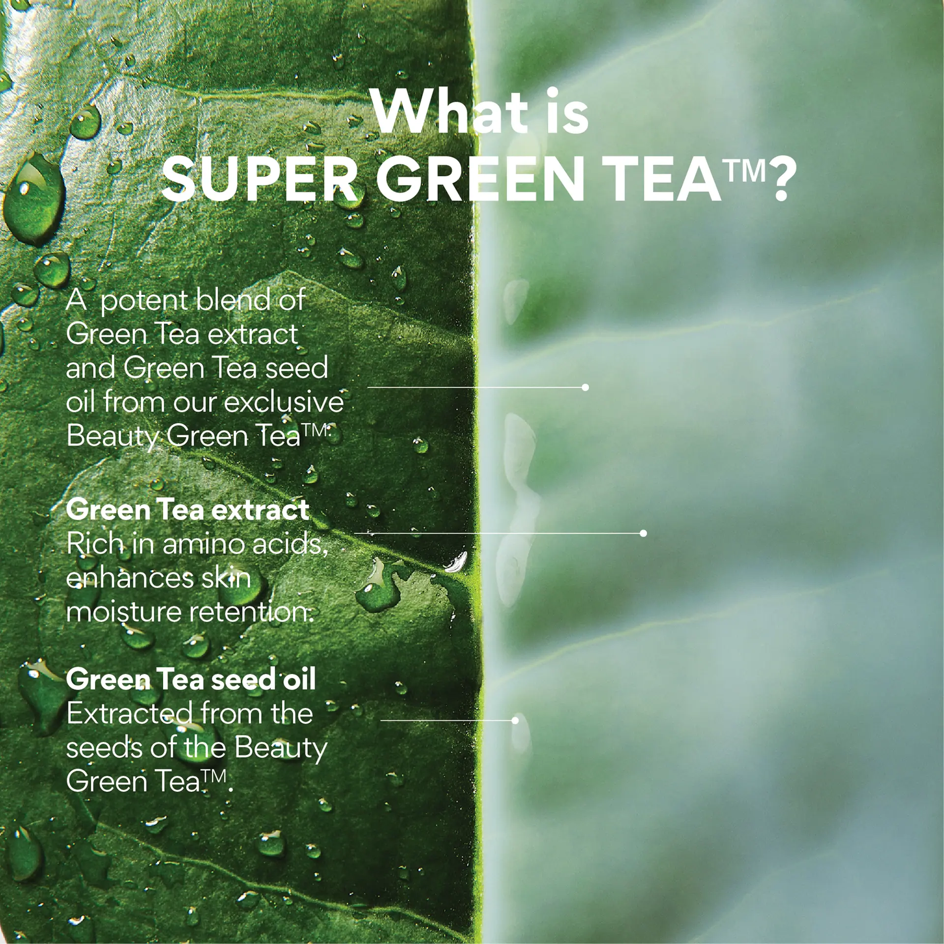 INNISFREE Green Tea Ceramide Cream
