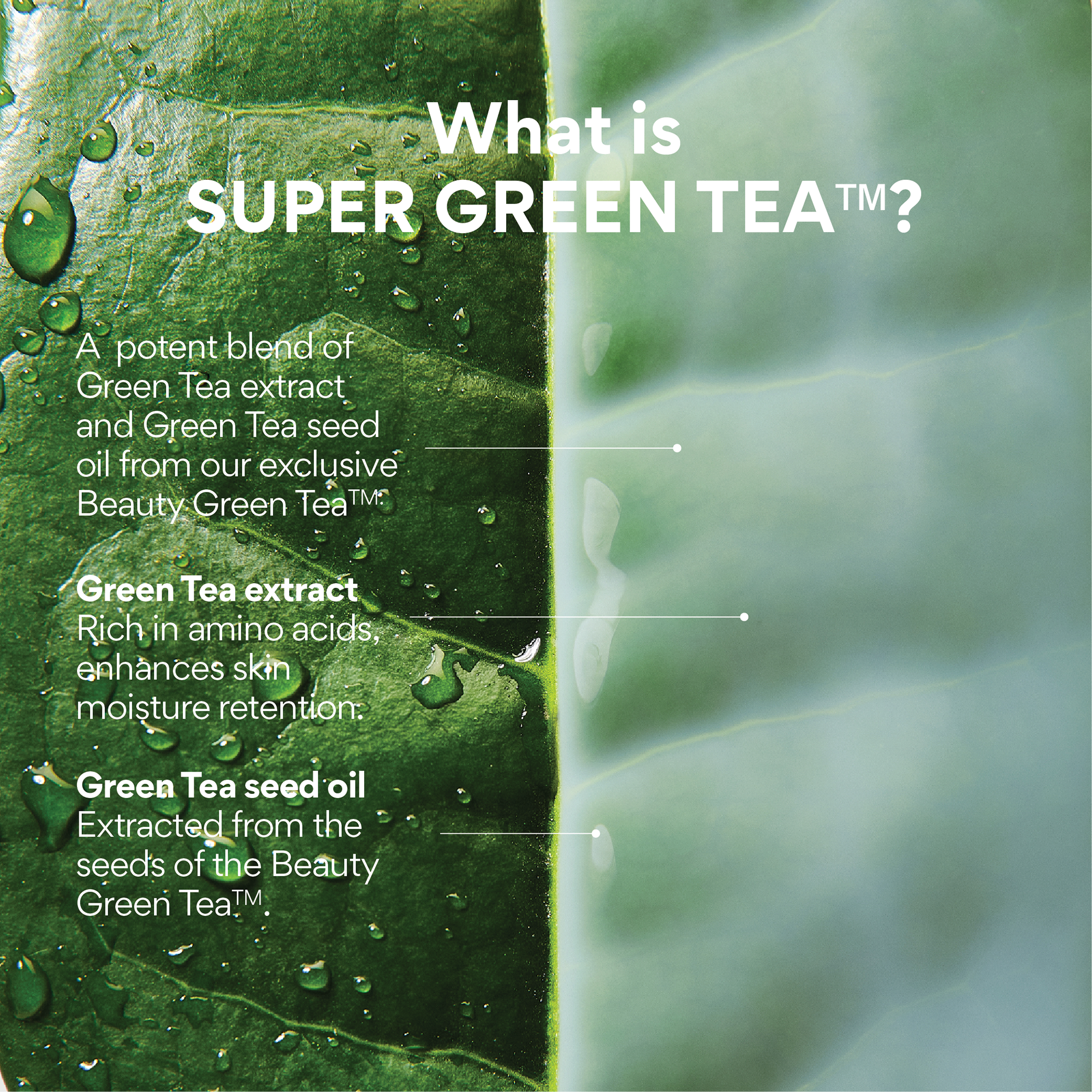 INNISFREE Green Tea Ceramide Milk