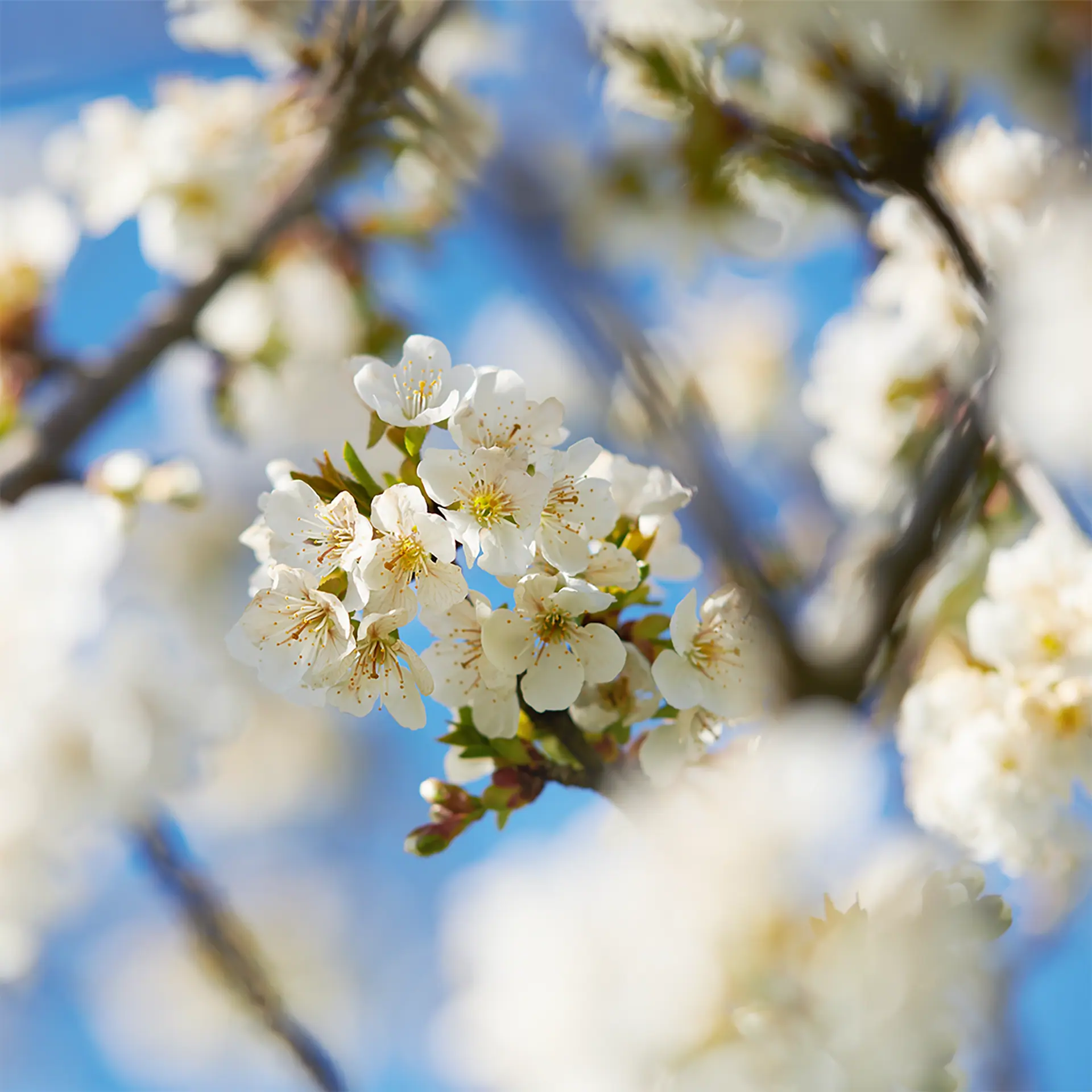 L'Occitane Blossom Harmony Trio
