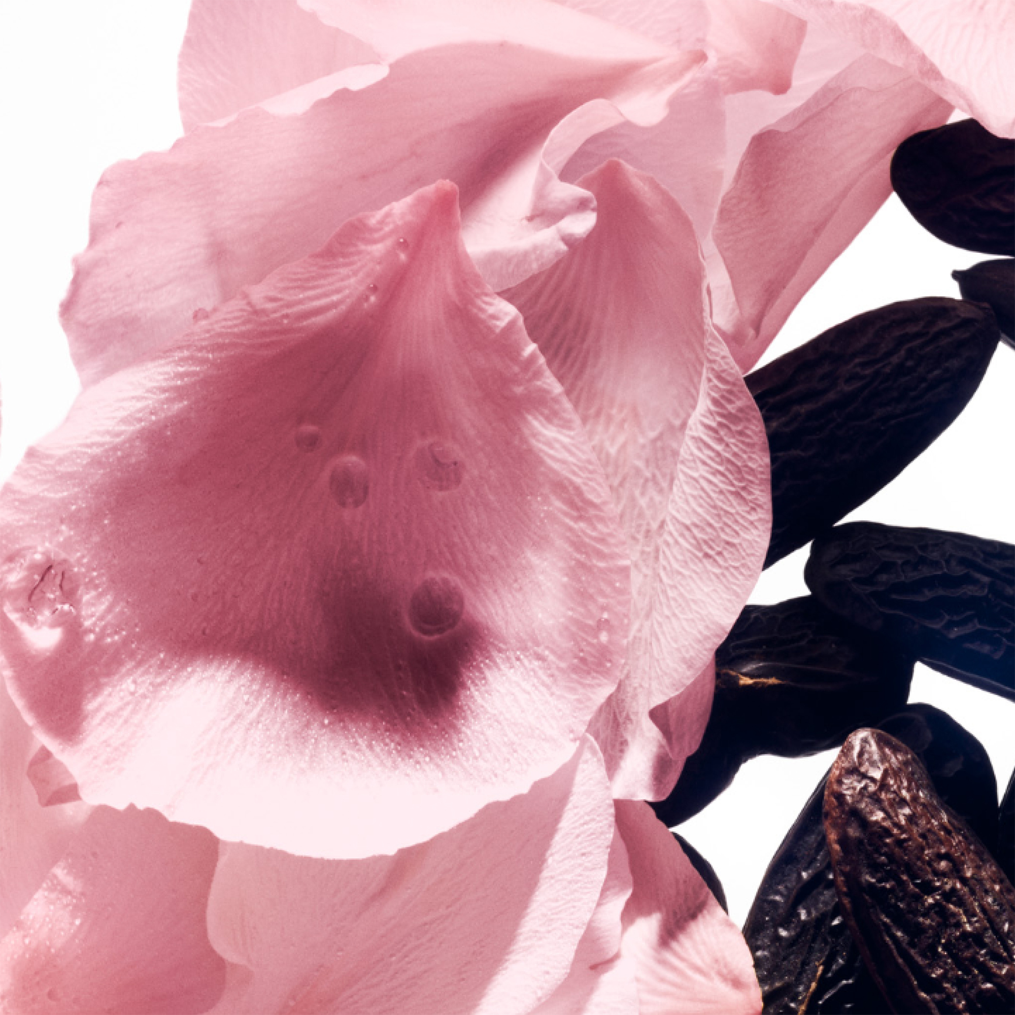 Balmain Beauty Rose De Soie EDT 50ml