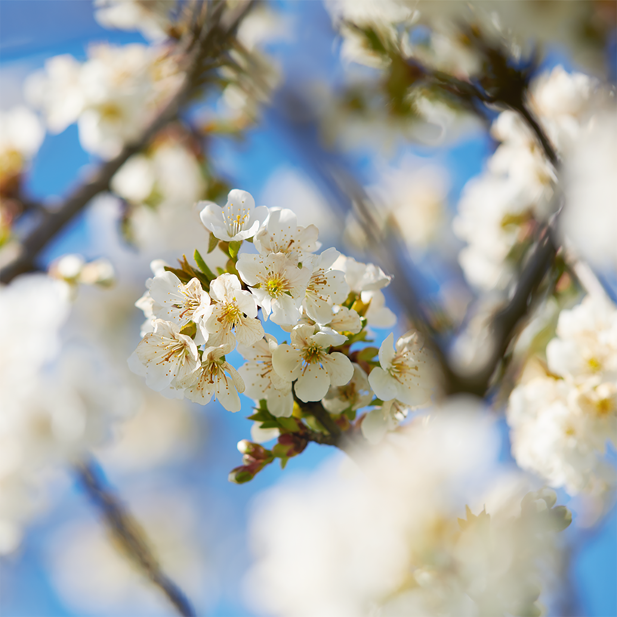 L'Occitane Fleurs De Cerisier Collection